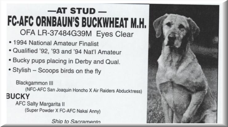 FC AFC ORNBAUN`S BUCK WHEAT MH
